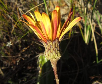 Gerbera tomentosa, photographed by douglaseustonbrown