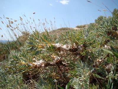 Astragalus arnacanthoides, photographed by Юрий Данилевский (Yuriy Danilevsky)