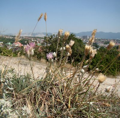 Jurinea stoechadifolia, photographed by Юрий Данилевский (Yuriy Danilevsky)
