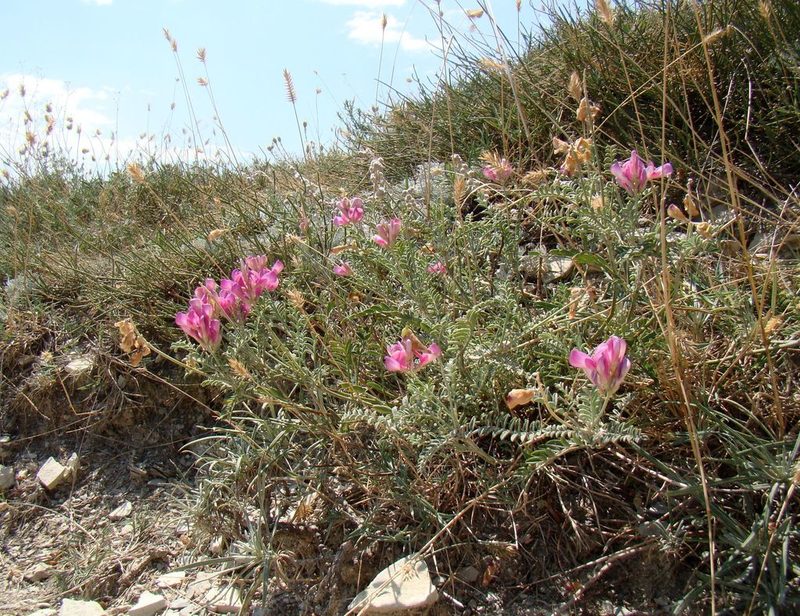 Hedysarum tauricum, photographed by Юрий Данилевский (Yuriy Danilevsky)