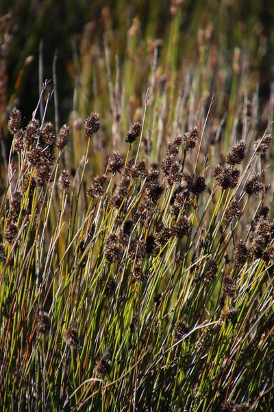 Askidiosperma capitatum, photographed by Tony Rebelo