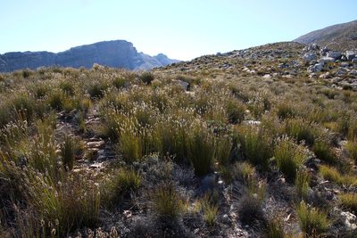 Askidiosperma capitatum, photographed by Tony Rebelo