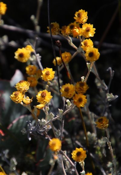 Helichrysum acrophilum, photographed by Tony Rebelo