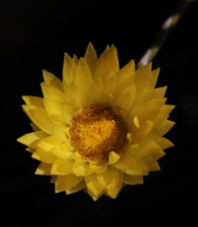 Edmondia fasciculata, photographed by Tony Rebelo