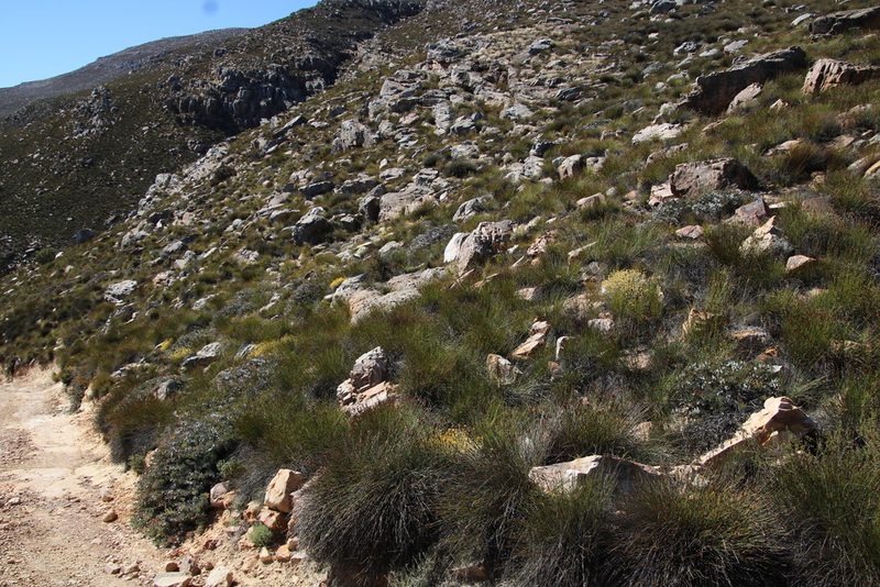 Helichrysum acrophilum, photographed by Tony Rebelo