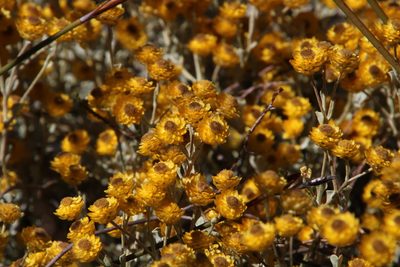 Helichrysum acrophilum, photographed by Tony Rebelo