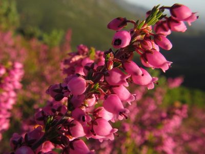 Erica lateralis, photographed by douglaseustonbrown
