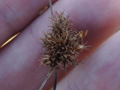 Fuirena breviseta, photographed by Sam Kieschnick