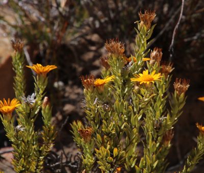 Oedera calycina, photographed by Tony Rebelo