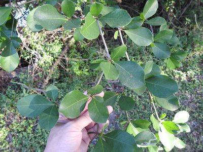 Terminalia buceras, photographed by Sam Kieschnick