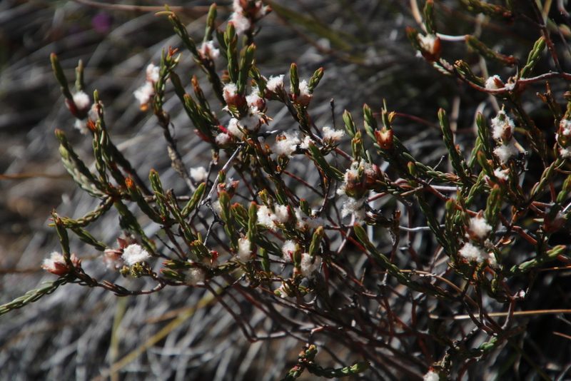 Lachnaea laniflora, photographed by Tony Rebelo