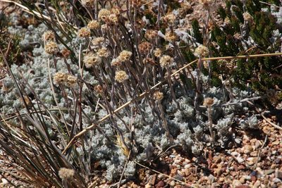 Helichrysum catipes, photographed by Tony Rebelo