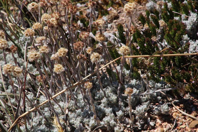 Helichrysum catipes, photographed by Tony Rebelo