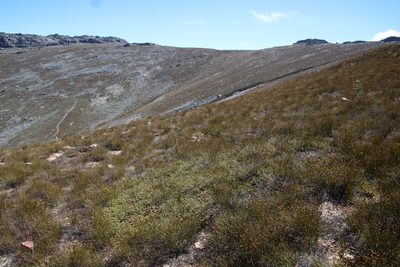 Thamnochortus acuminatus, photographed by Tony Rebelo
