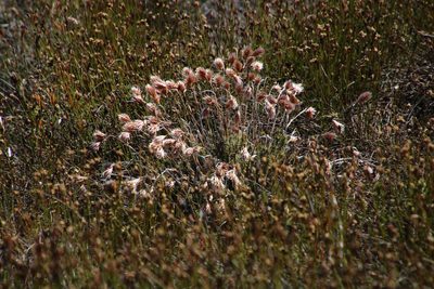 Thamnochortus acuminatus, photographed by Tony Rebelo