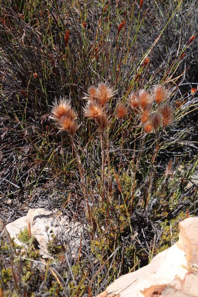 Thamnochortus acuminatus, photographed by Tony Rebelo