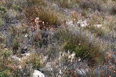 Thamnochortus acuminatus, photographed by Tony Rebelo