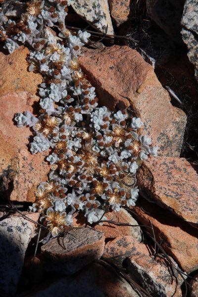 Helichrysum zwartbergense, photographed by Tony Rebelo