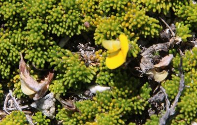 Aspalathus pedicellata, photographed by Tony Rebelo