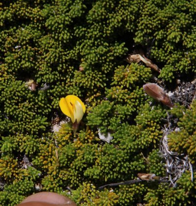Aspalathus pedicellata, photographed by Tony Rebelo