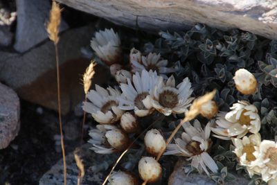 Helichrysum stoloniferum, photographed by Tony Rebelo