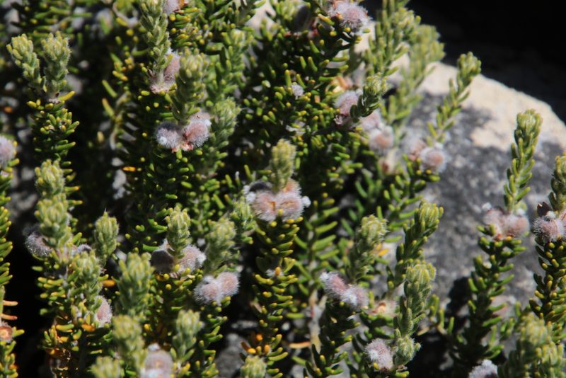 Phylica obtusifolia, photographed by Tony Rebelo