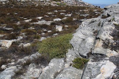 Phylica obtusifolia, photographed by Tony Rebelo