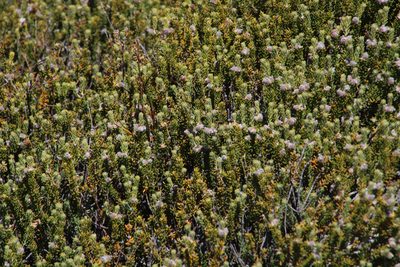 Phylica obtusifolia, photographed by Tony Rebelo