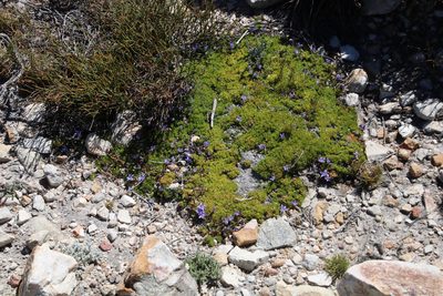 Prismatocarpus alpinus, photographed by Tony Rebelo