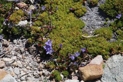 Prismatocarpus alpinus, photographed by Tony Rebelo