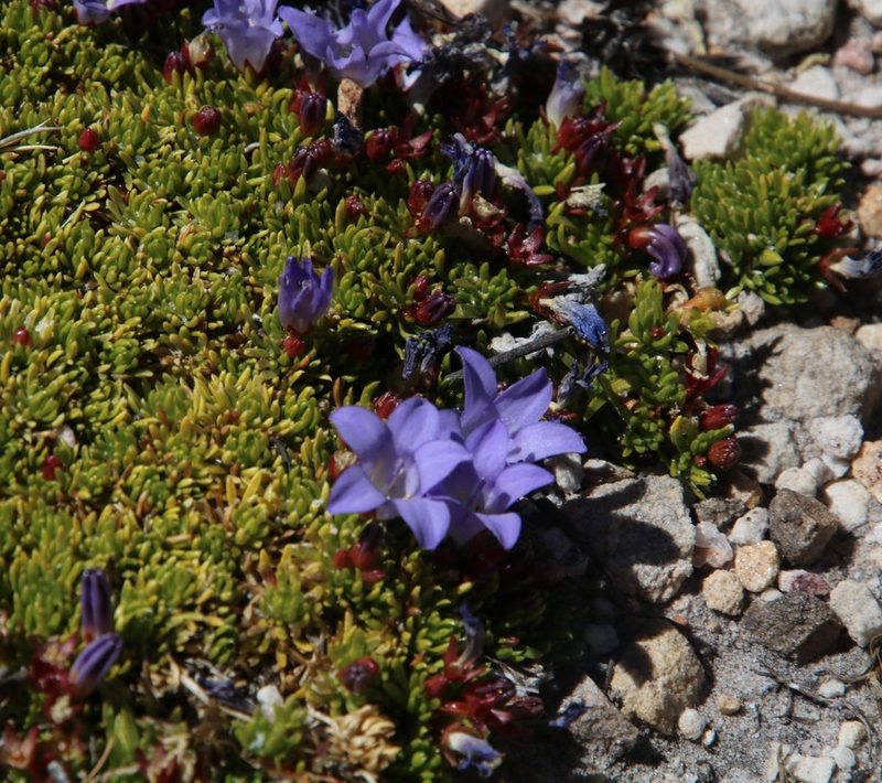 Prismatocarpus alpinus, photographed by Tony Rebelo