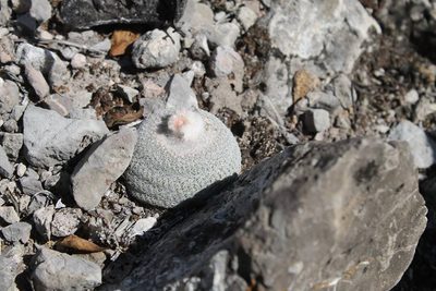 Epithelantha potosina, photographed by Pedro Nájera Quezada