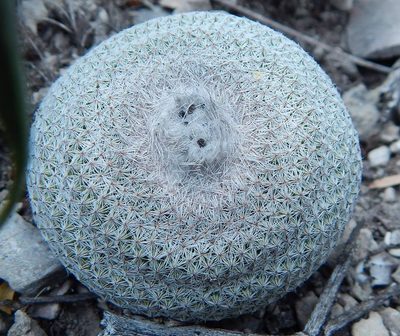 Epithelantha potosina, photographed by Pedro Nájera Quezada