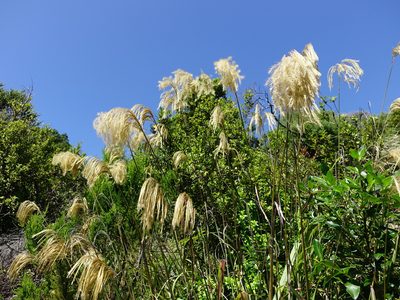 Miscanthus nepalensis, photographed by Jacqui Geux