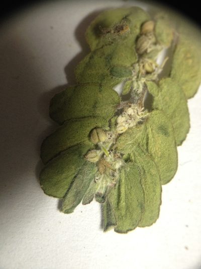 Euphorbia oranensis, photographed by Étienne Lacroix-Carignan