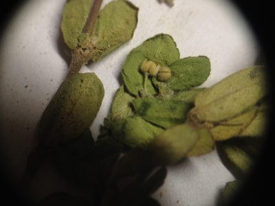 Euphorbia oranensis, photographed by Étienne Lacroix-Carignan