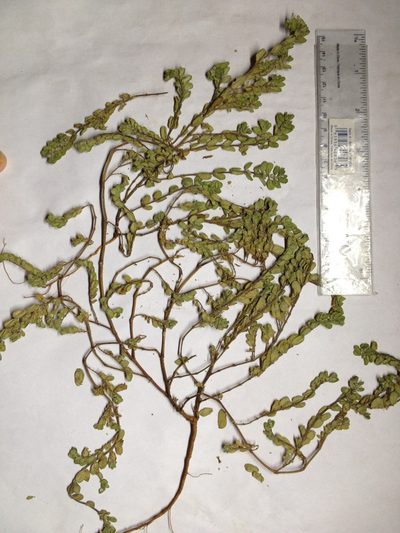 Euphorbia oranensis, photographed by Étienne Lacroix-Carignan