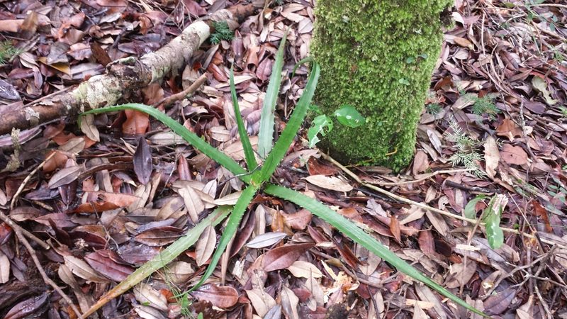 Aloe rosea, photographed by Romer N. Rabarijaona