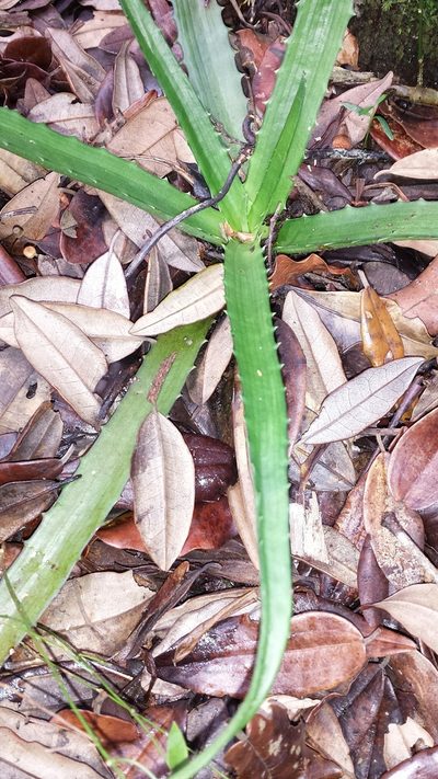 Aloe rosea, photographed by Romer N. Rabarijaona