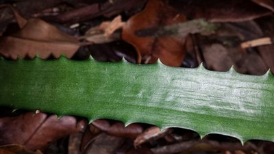 Aloe rosea, photographed by Romer N. Rabarijaona