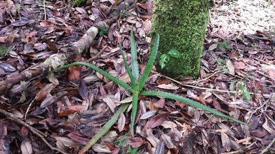 Aloe rosea, photographed by Romer N. Rabarijaona