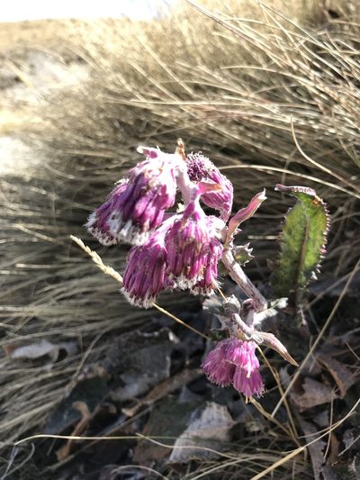 Senecio roseus, photographed by j_indr