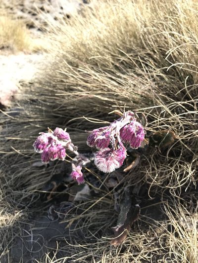 Senecio roseus, photographed by j_indr