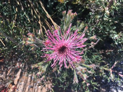 Isopogon dubius, photographed by Claire Elliott