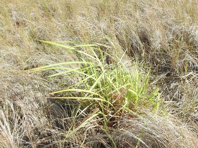 Cymbopogon citratus, photographed by Sam Kieschnick