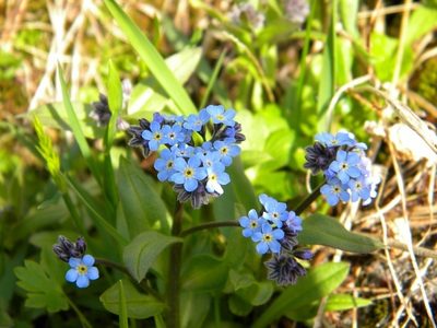 Myosotis decumbens, photographed by Татьяна Прозорова