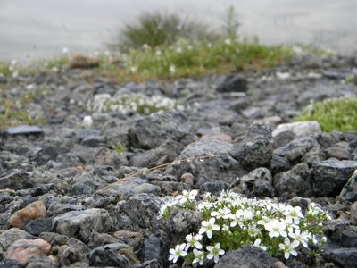 Arenaria pseudofrigida, photographed by Татьяна Прозорова