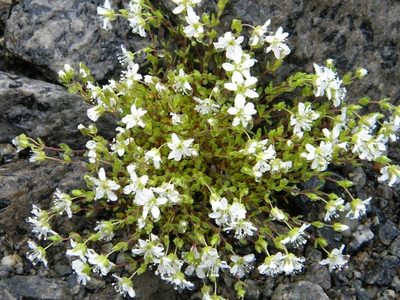 Arenaria pseudofrigida, photographed by Татьяна Прозорова