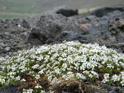 Arenaria pseudofrigida, photographed by Татьяна Прозорова