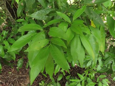 Guioa acutifolia, photographed by coenobita